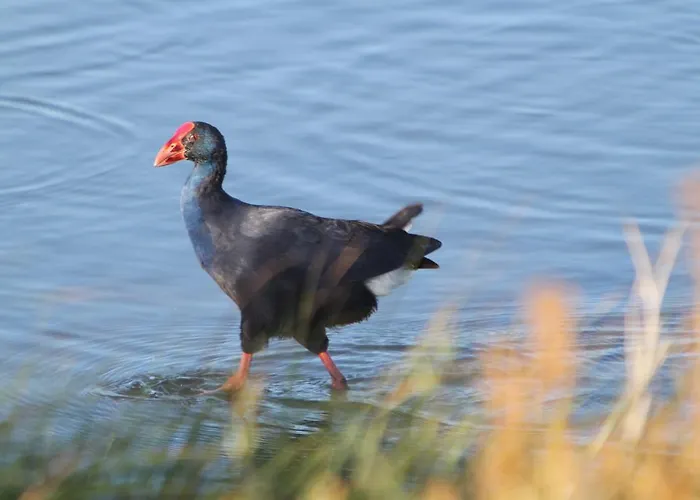 דירה T1 Herdade Dos Salgados אלבופיירה
